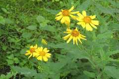 Tithonia diversifolia